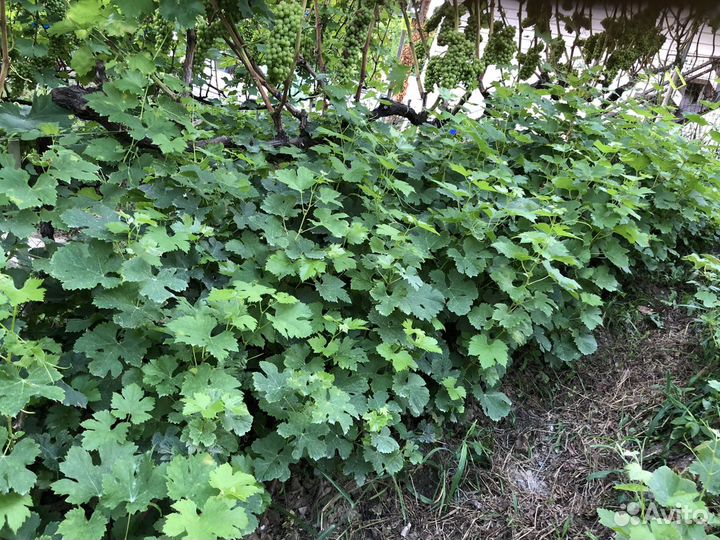 Итальянские черенки и саженцы винограда