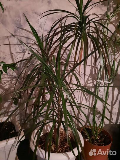 Комнатные цветы