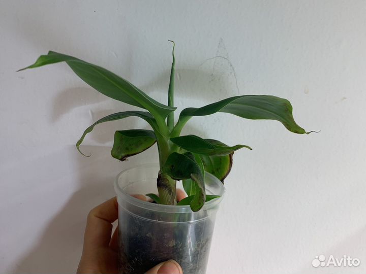 Комнатный банан киевский карлик