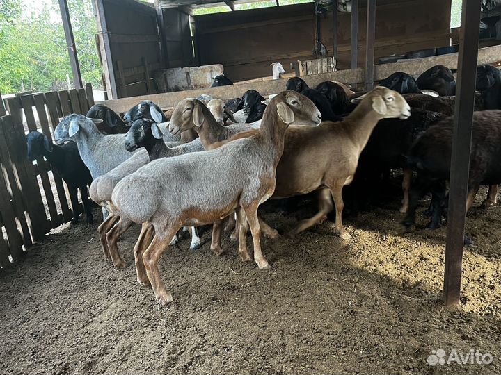 Продам котных маток