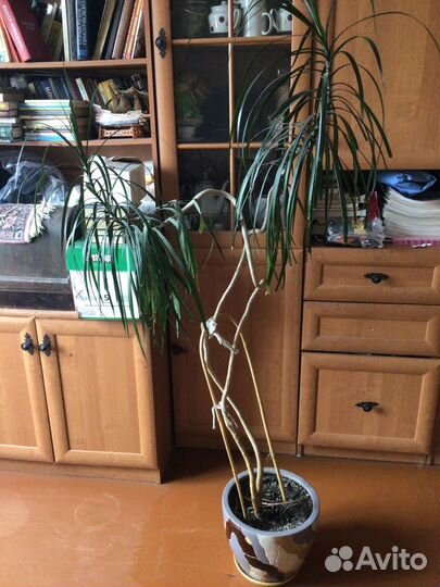 Драцена пальма 2м