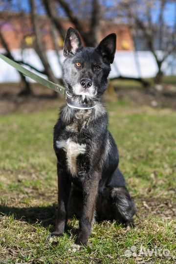 Собака Наоми из приюта Некрасовка