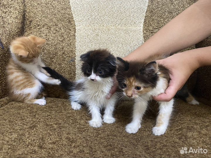 Котята в добрые руки