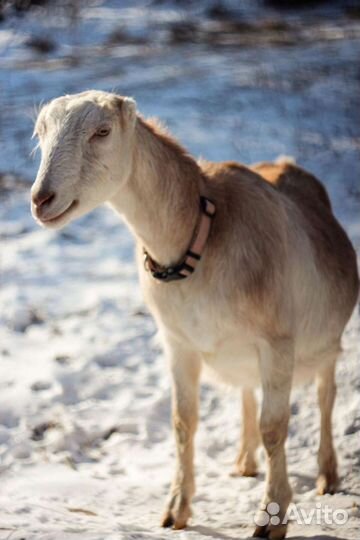 Козье молоко