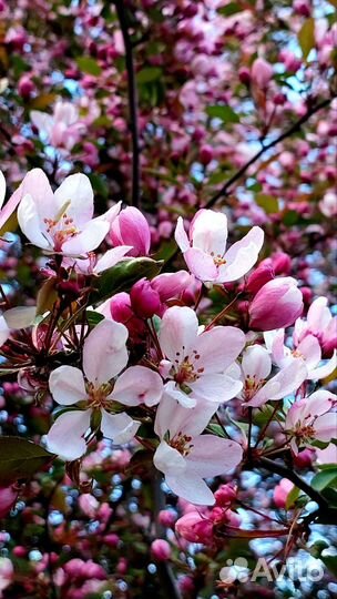 Монтаж видео, reels, сторис