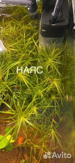 Отдам излишки аквариумных растений