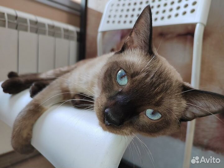 Красавчик котик