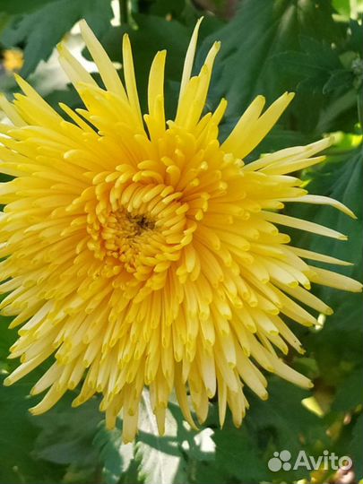 Хризантема корейскся