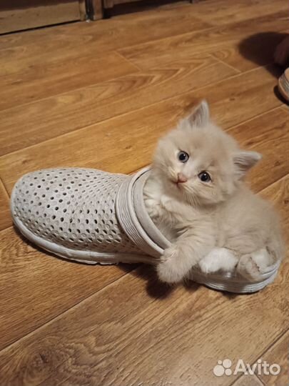 Котенок -пушистый друг