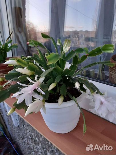 Декабрист белый, красный, розовый, фиолетовый