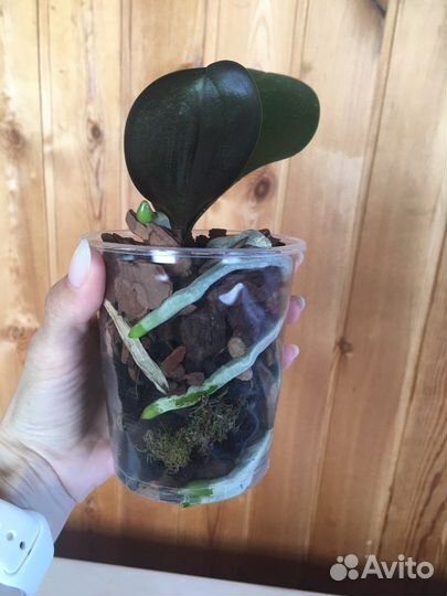 Петти Романс фаленопсис