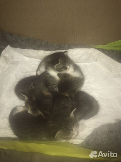 Кошка
