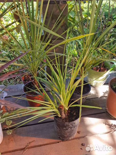 Кордилина, драцена,юкка,агава