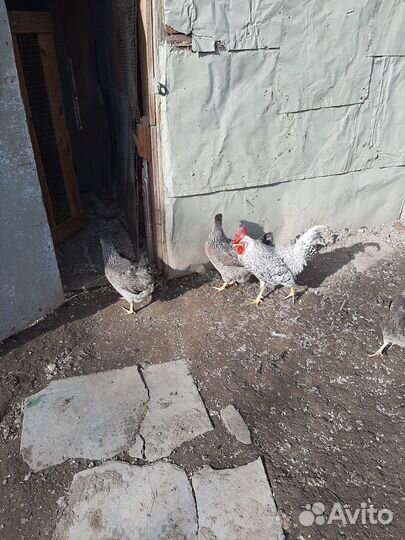 Молодые цыплята