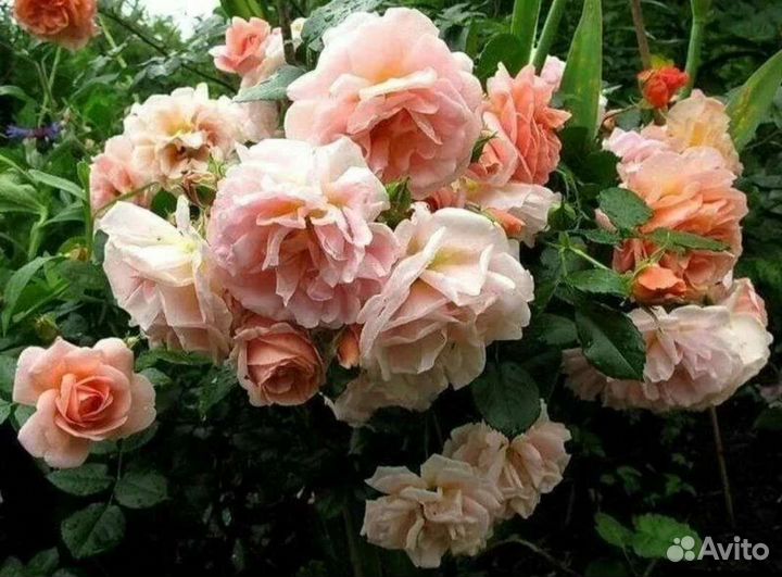 Саженцы роз Гейша принимаю заказы на осень 2023г