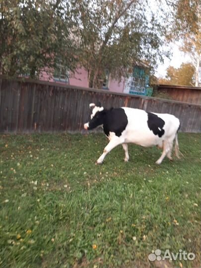 Корова высокоудойная