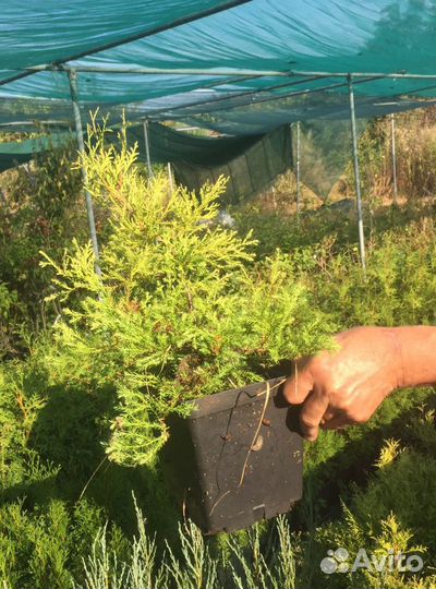 Туя, можжевельник