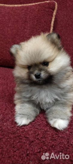 Шпиц немецкий