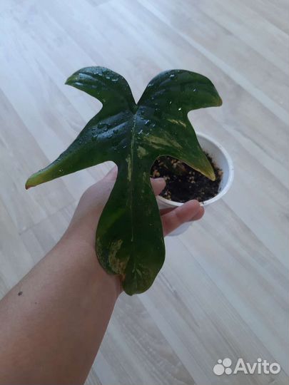 Цветы комнатные