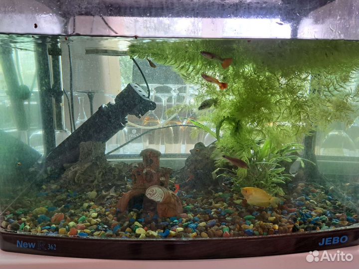 Аквариум с рыбками