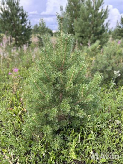 Новогодние елки сосны