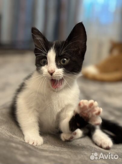 Котенок