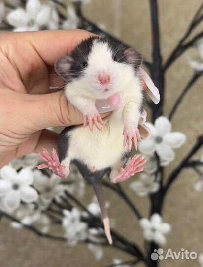 Дамбо крысы, крысята, крыса. Питомник