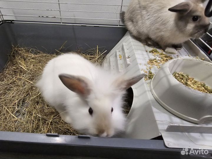 Декоративные кролики