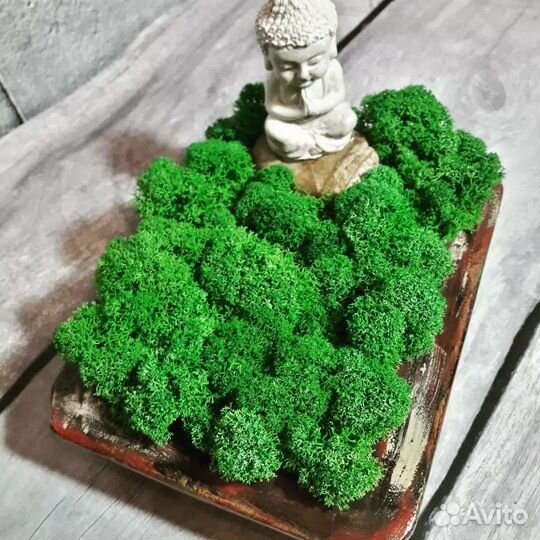 Декоративная композиция с стабилизированным мхом