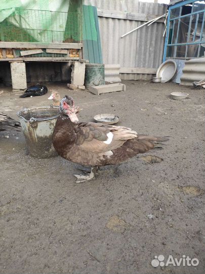 Мускусные утки