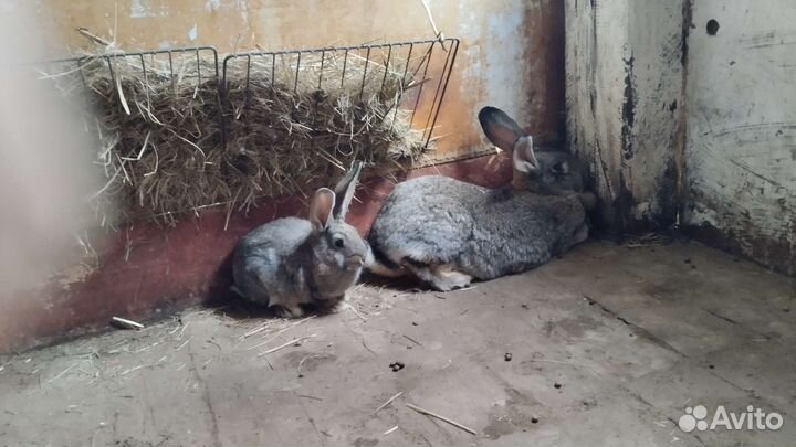 Кролики фландр