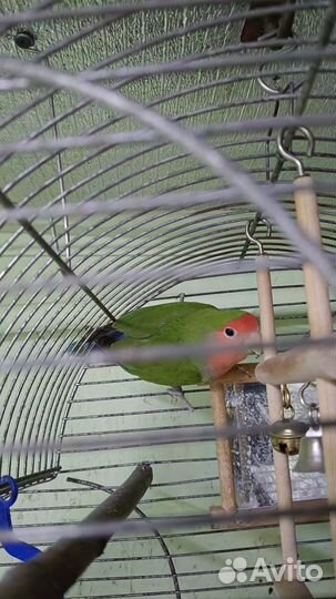 Попугай неразлучник