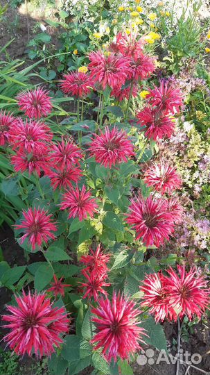 Цветы многолетники