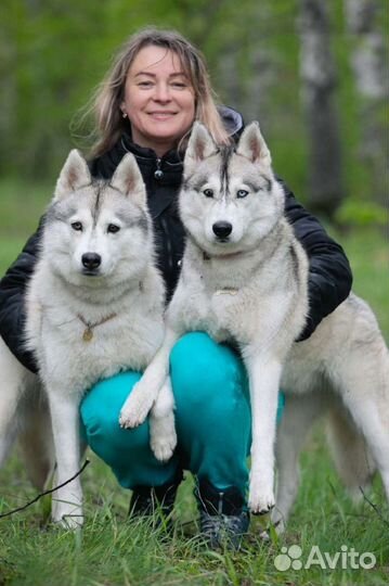 Сибирский хаски для фото-проектов