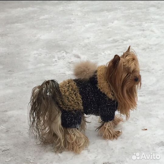 Одежда для маленькой собачки
