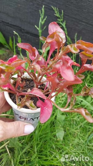 Альтернатера