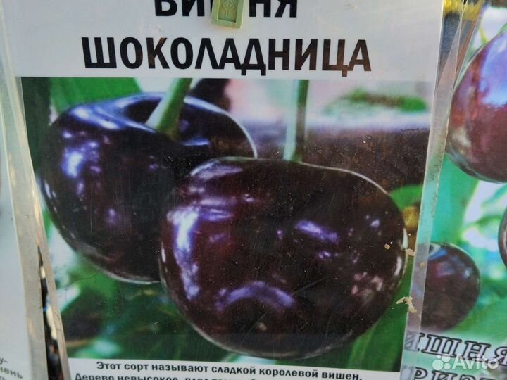 Саженцы плодовых деревьев