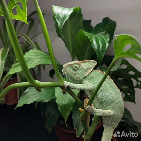 Хамелеон