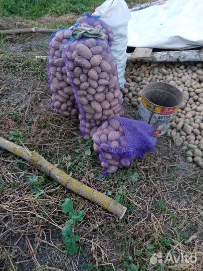 Картошка домашняя с доставкой