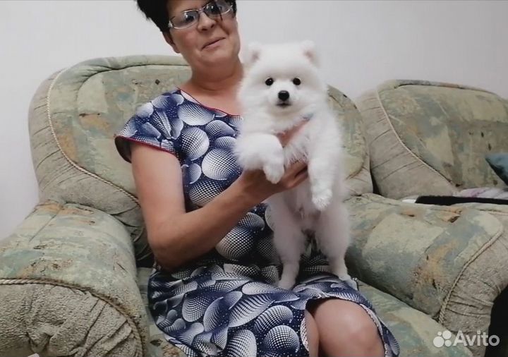 Красивый щенок японский шпиц