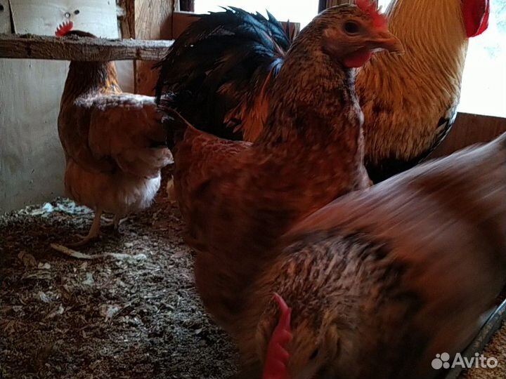Инкуб.яйцо кур амераукан