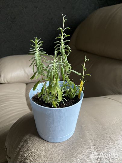 Лаванда в горшке