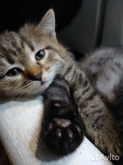 Отдам котика в добрые руки