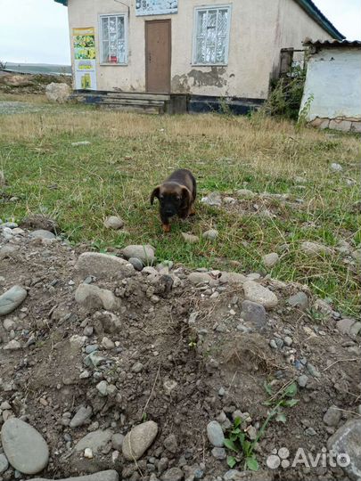 Собака в добрые руки щенок