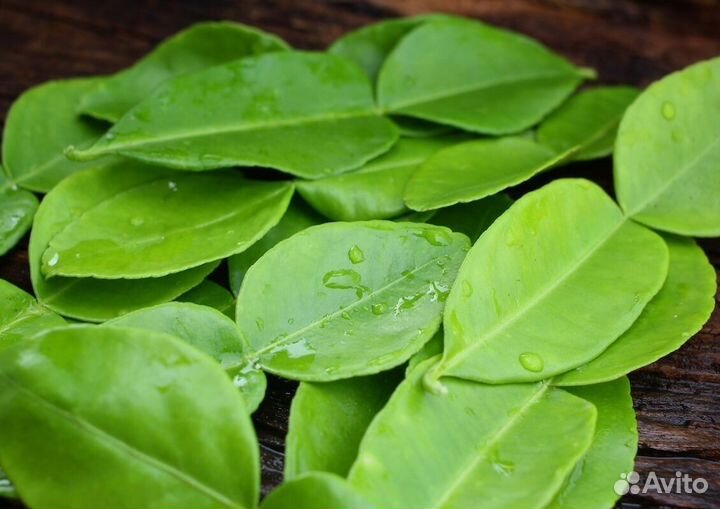 Лист лайма оптом (Тайланд) 1 кг