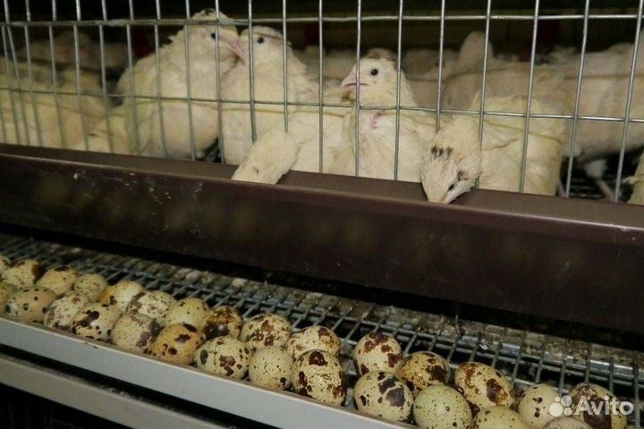 Перепелиные яйца