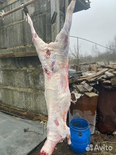 Домашнее мясо баранина