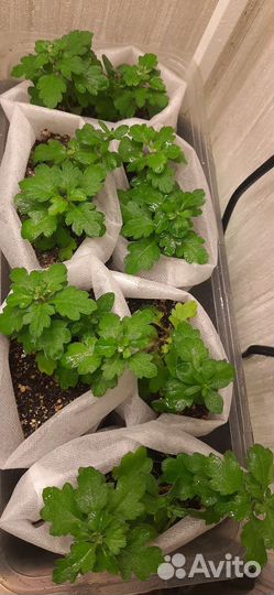 Хризантема