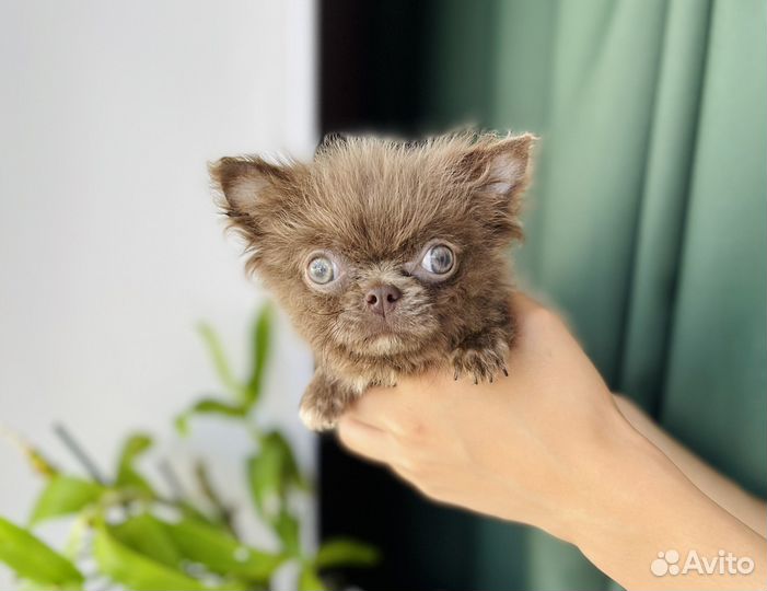 Малыши ждут любящие семьи