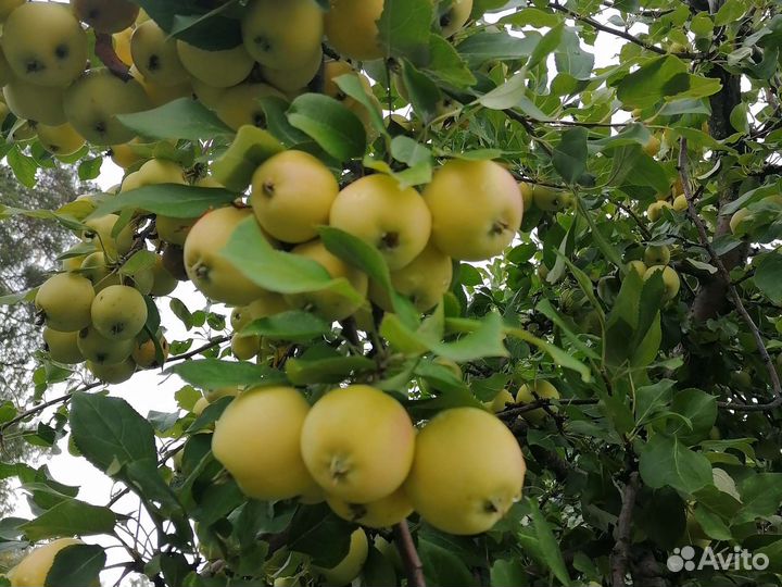 Яблочки садовые